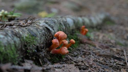 Camping Norther Ont 185_mushrooms_81080.jpg