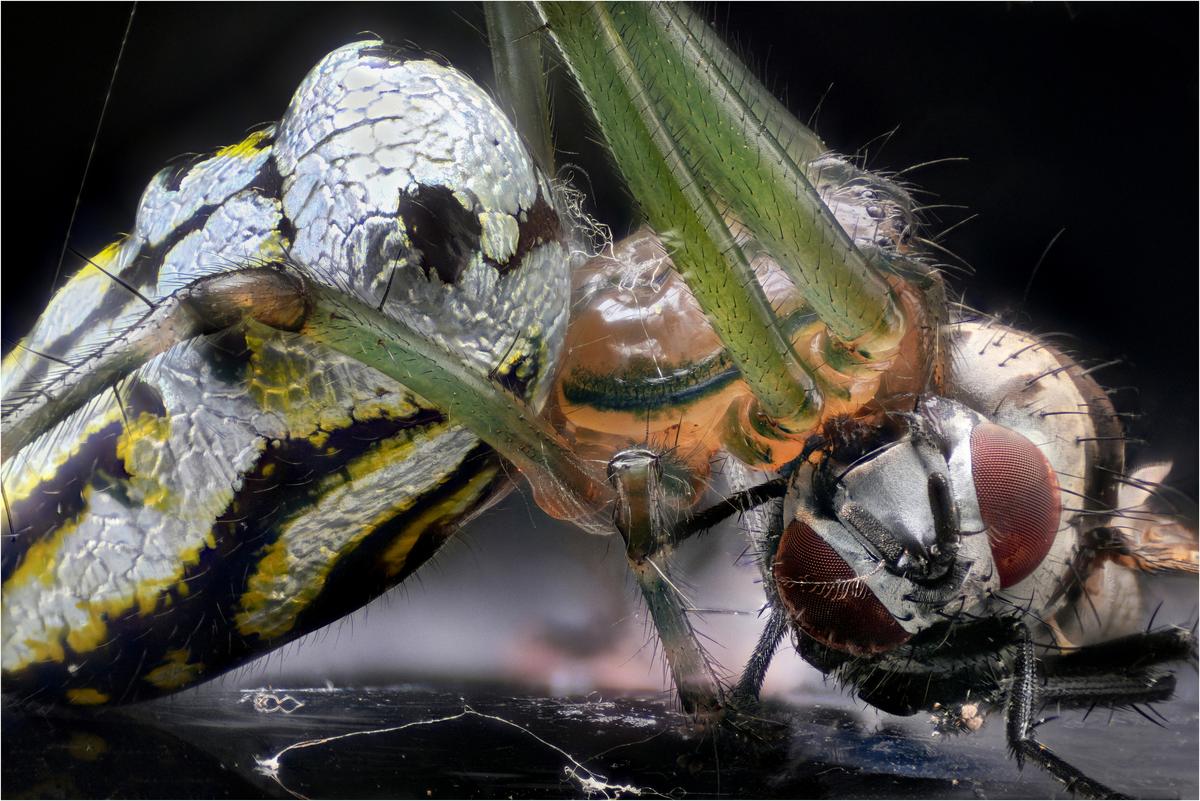 whats for dinner web.jpg