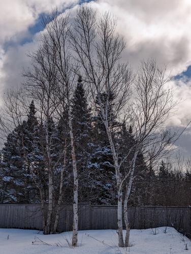 Birch trees back garden edited.jpg