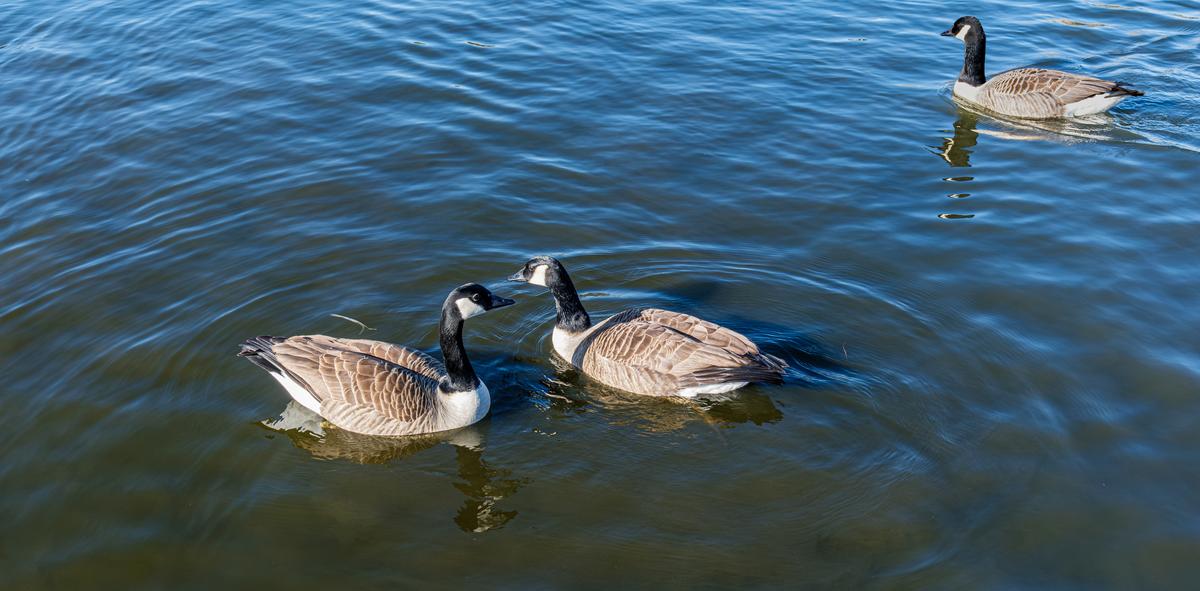 Fancy meeting you here_Superlarge.jpg