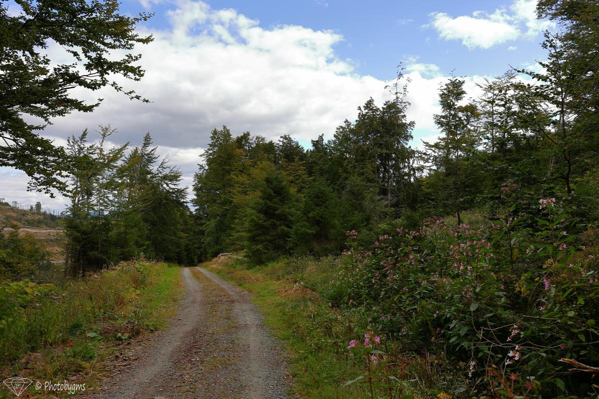 62A_4588.jpg