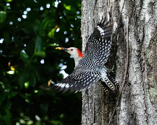 Red Breasted Woodpecker  Neat Image Version.jpg