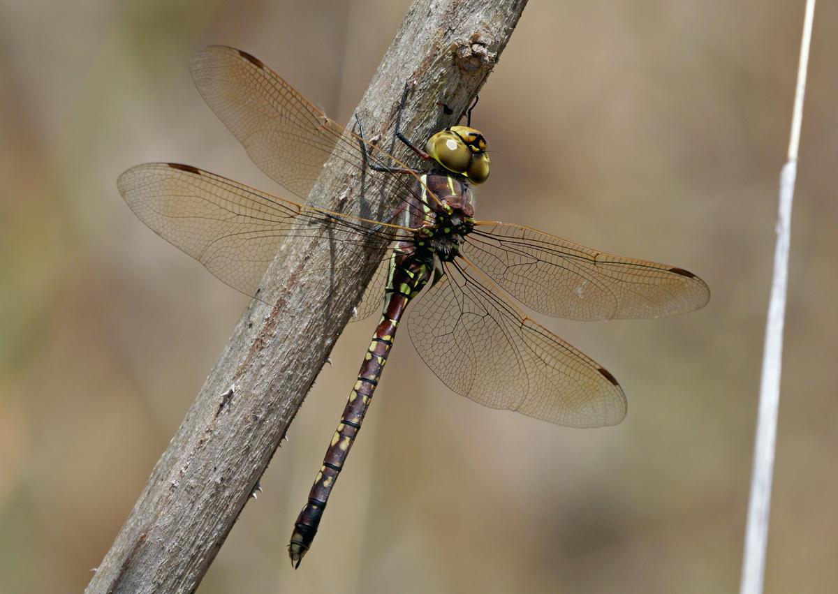 P1066166a.JPG