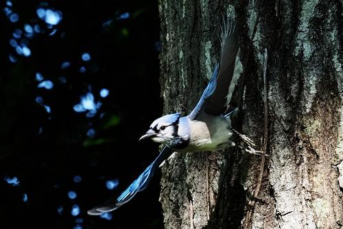 Blue Jay Choosing Flight Over Fight - Small Sensor Photography by Thomas  Stirr