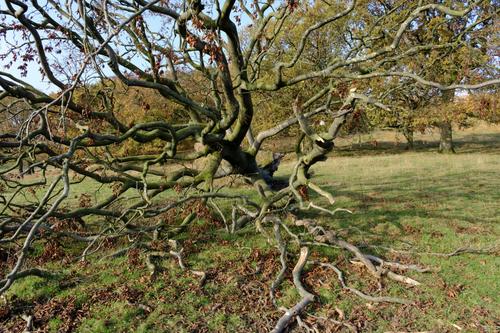 A tangle of branches XSCF0253 copy (Superlarge).jpg