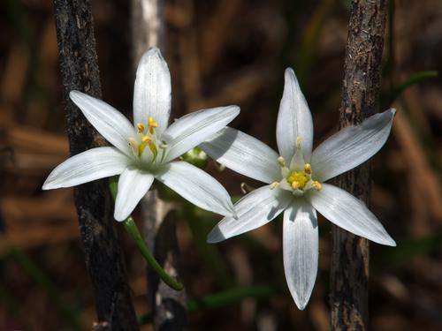 Star of Bethlehem.jpg