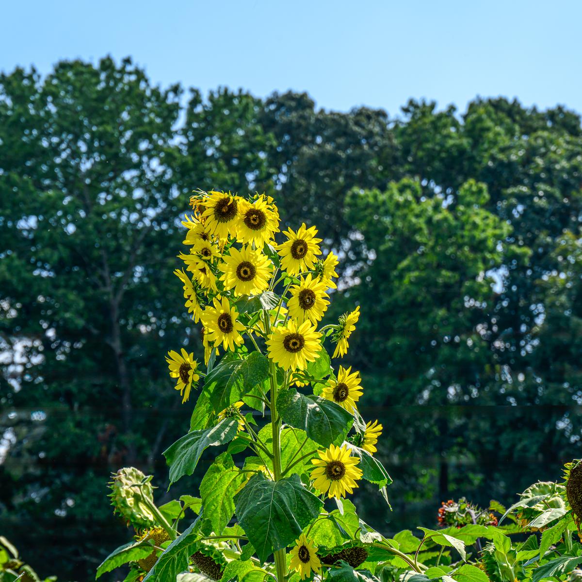 Warbington Farms 20250920 - 872-Edit-2.jpg