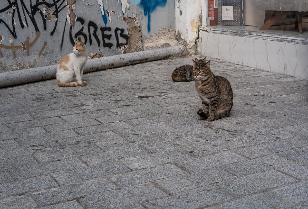 L1000597.jpg