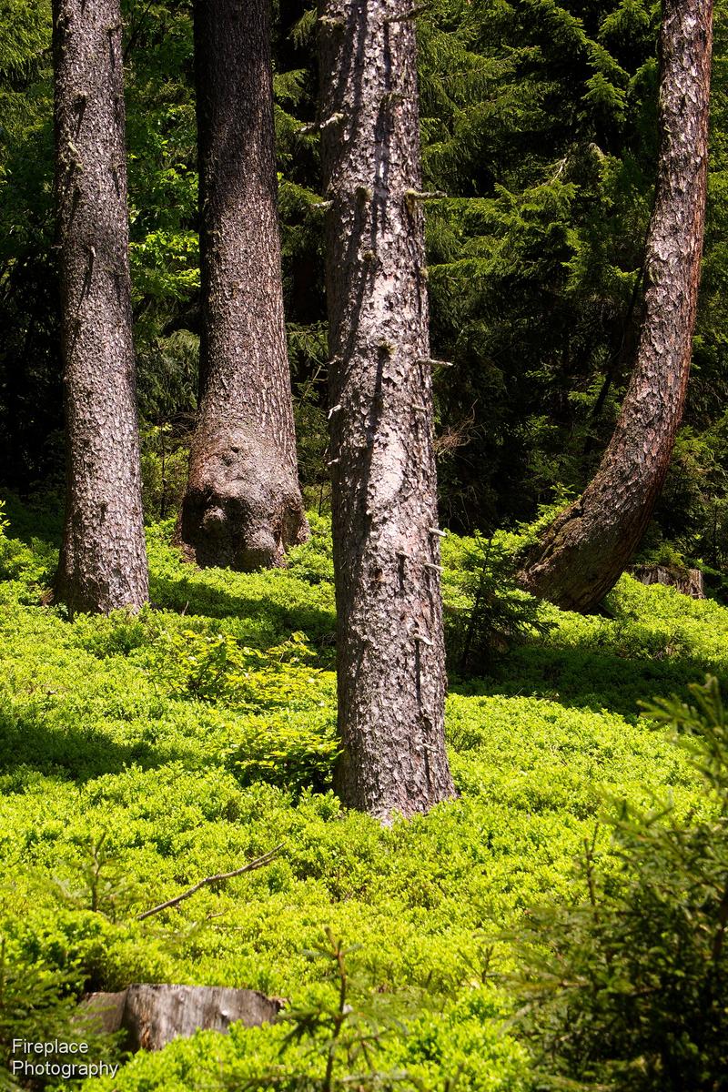 P6090038 d 50 x 75 smaller.JPG