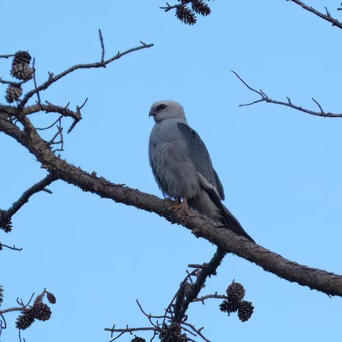 Mississippi Kite.jpg