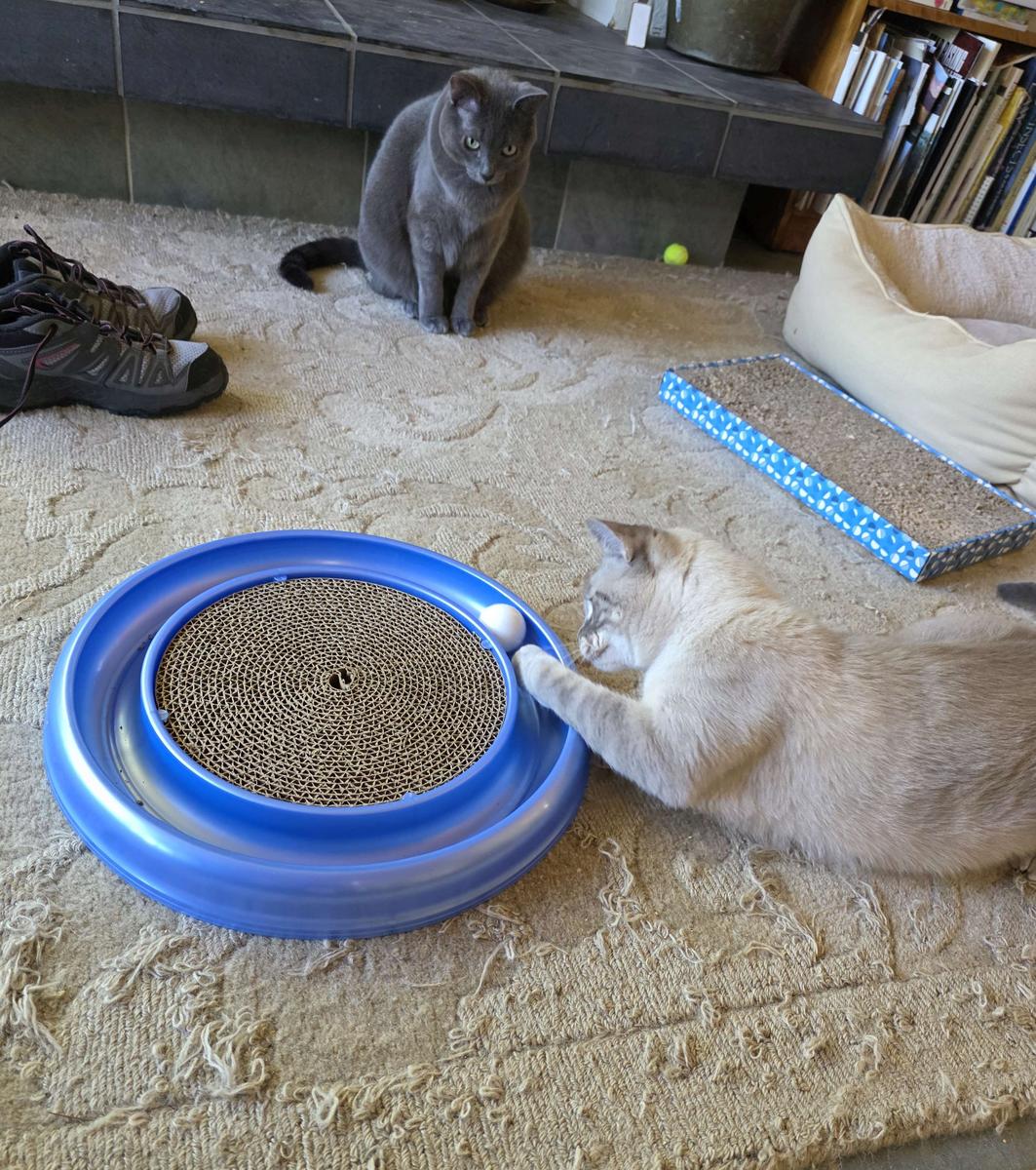 mokey watch arni play.jpg