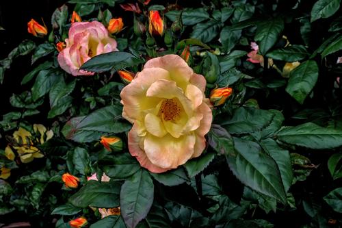 M6275285-1aCrp8x12p.jpg