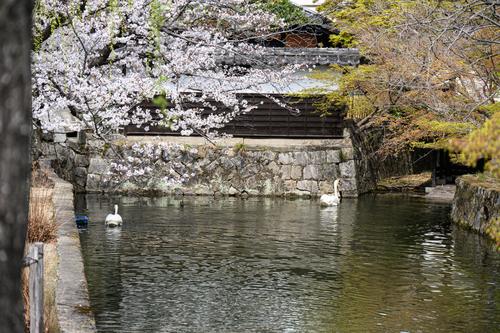 Kurashiki 20250405 - 9-Edit.jpg