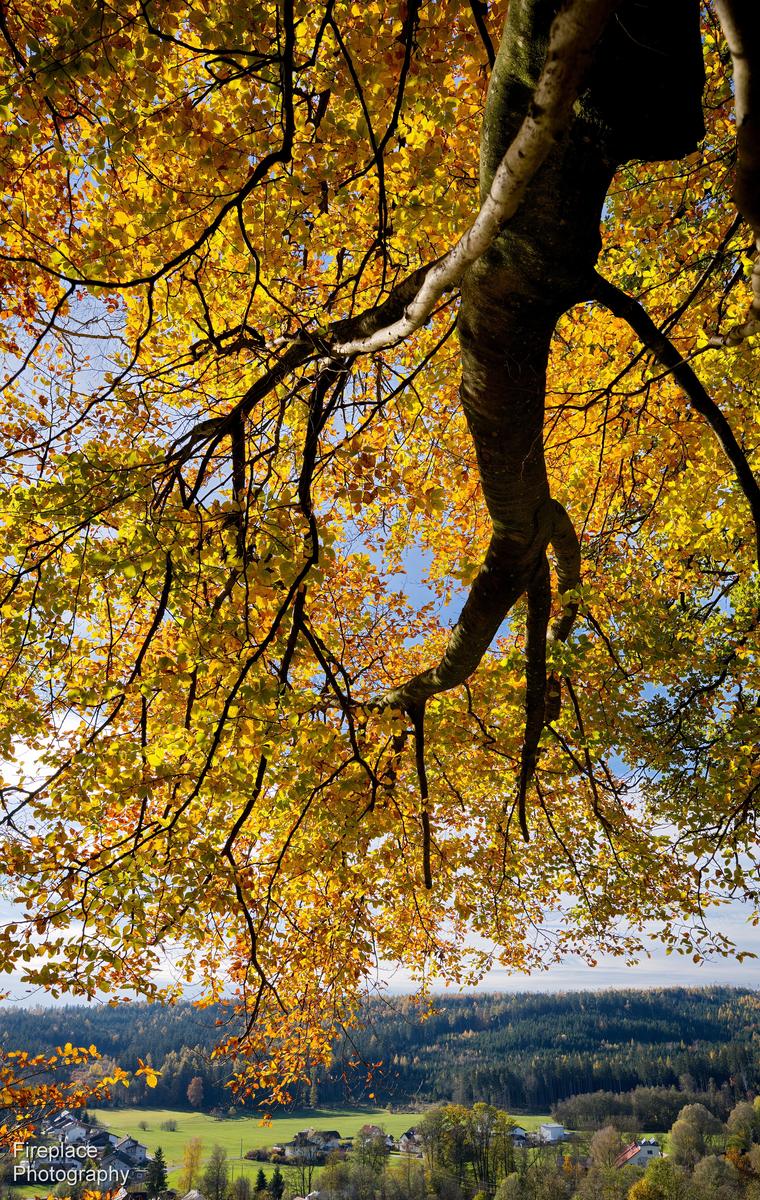 DSC_1686 d2 smaller.JPG