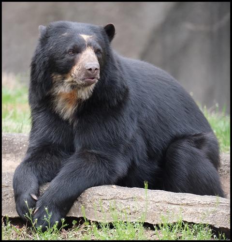 4-9-23 - Zoo - Andean Bear.jpg