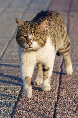 Istanbul Street Cat