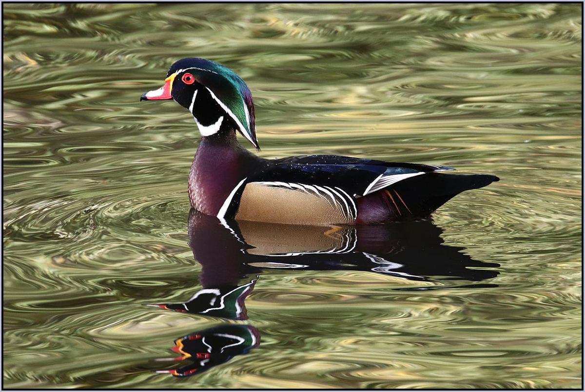 Resized800D-DPRWoodDuck.jpg