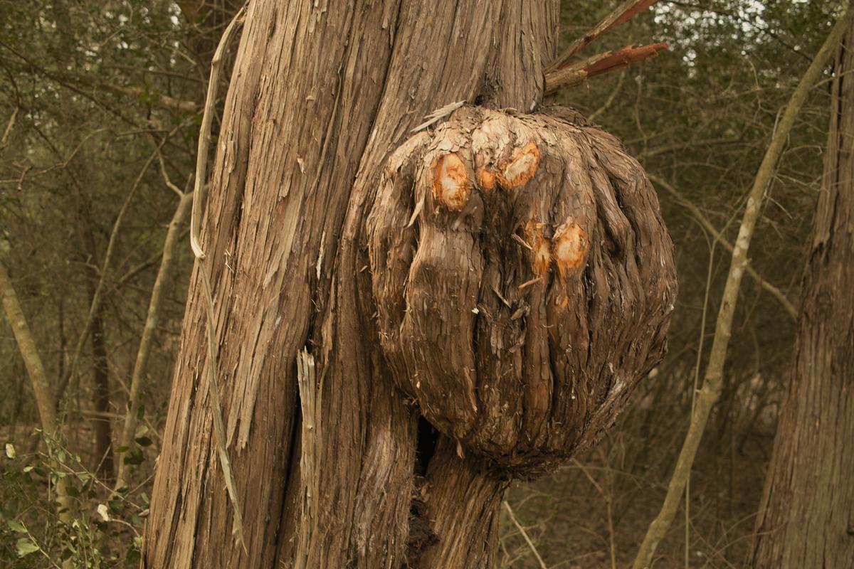 GIMP stretch HSV.jpg