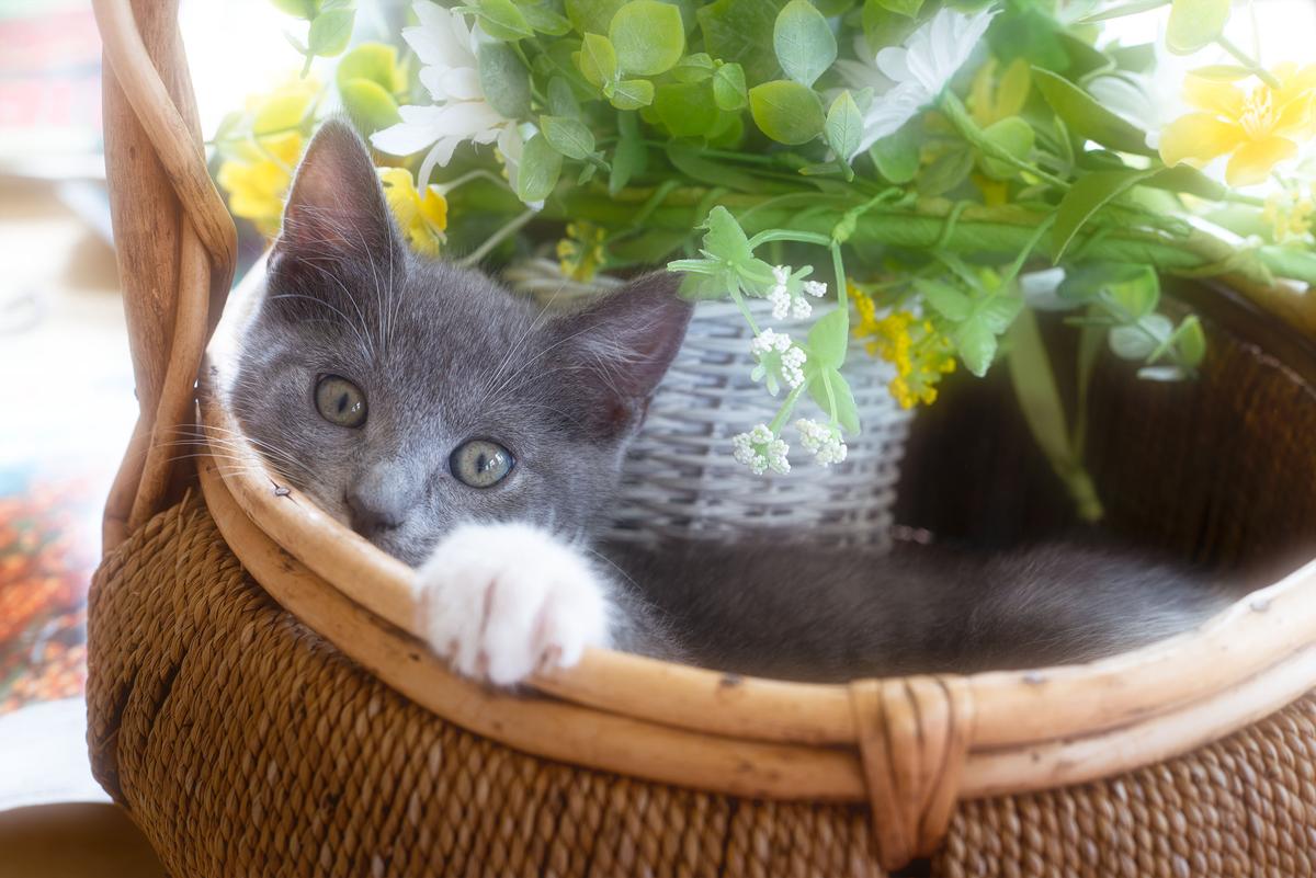 Saturday's Cat.jpg