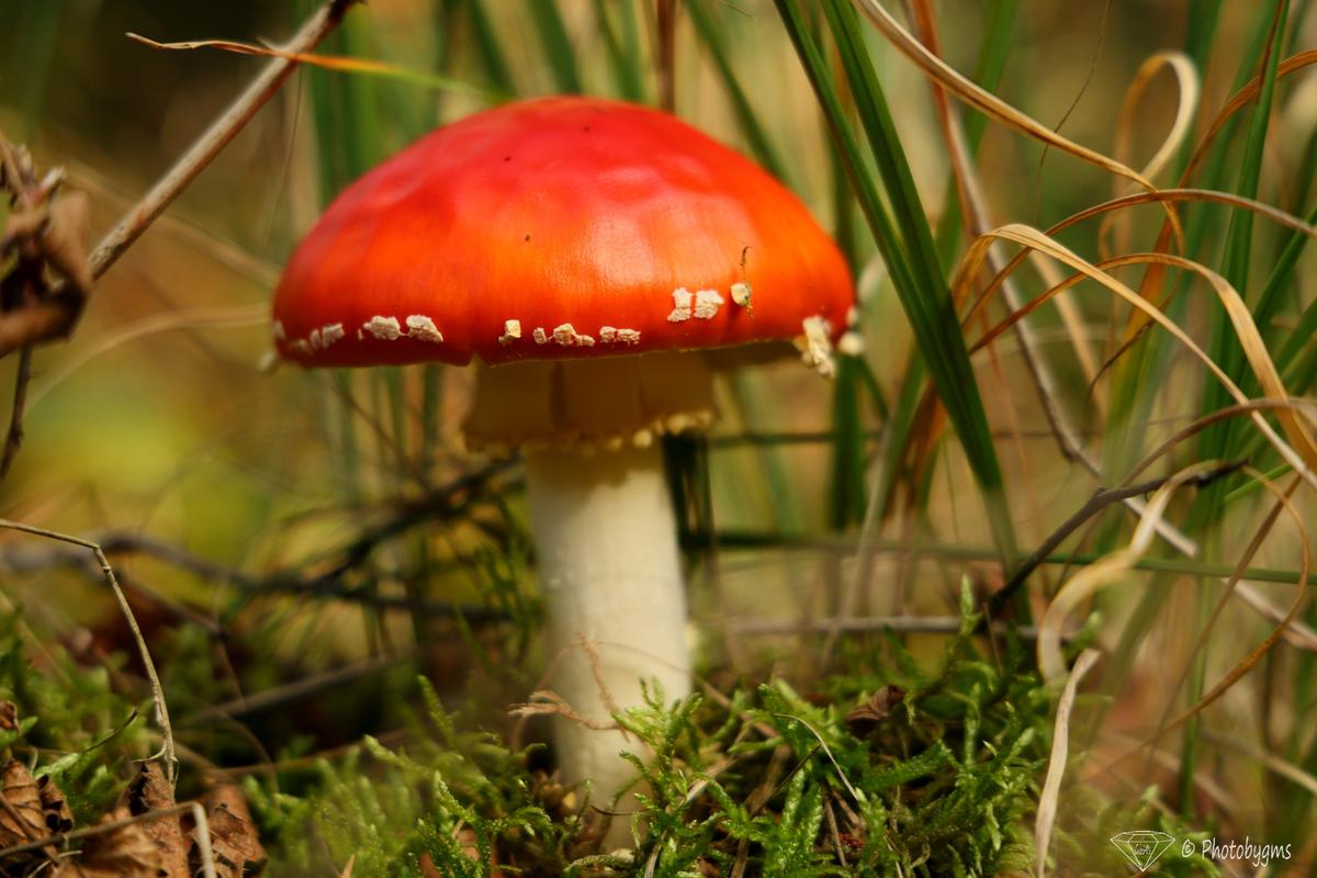 62B_9930.jpg