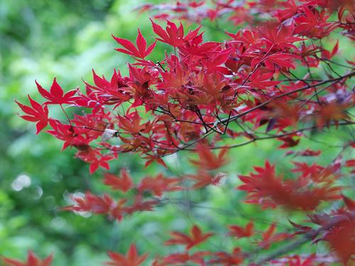 645Z7813japanesemapleredleaves.jpg