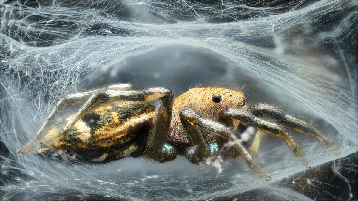 2025-10-15-18.47.25 ZS PMax copy.jpg