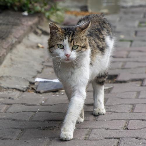 Street Cats of Istanbul
