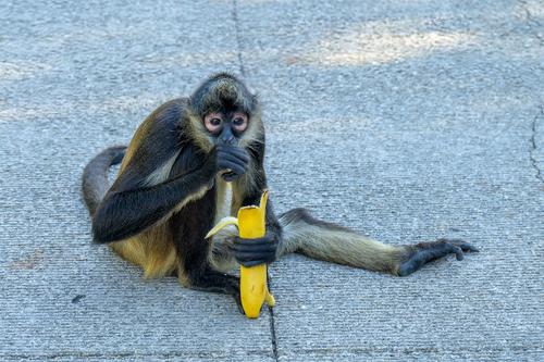 Monkey with banana.jpg