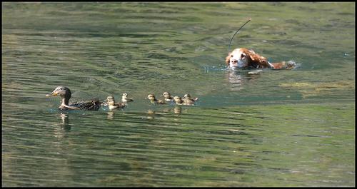 4-20-23 - Joy chasing ducks - 2.jpg