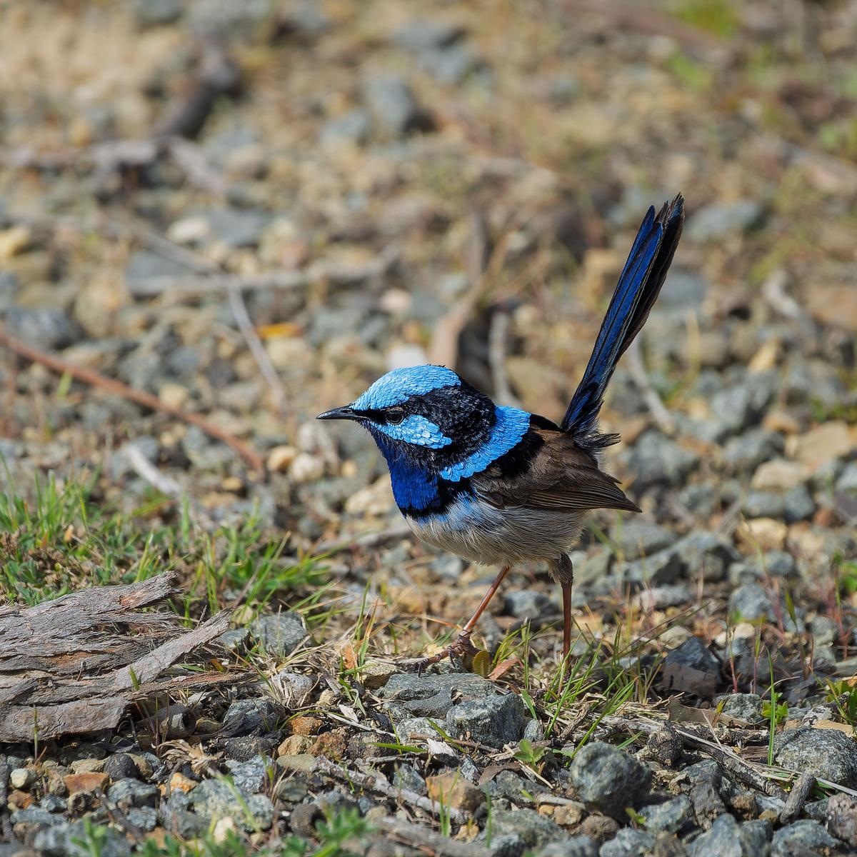 _7RV7206_Superb_Fairy-wren.jpg