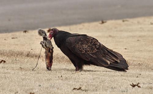 Bad Table Manners.jpg