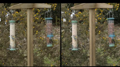 (11) more birds on feeders - parallel 4K.mp4_snapshot_00.20_[2023.04.08_19.35.47].jpg