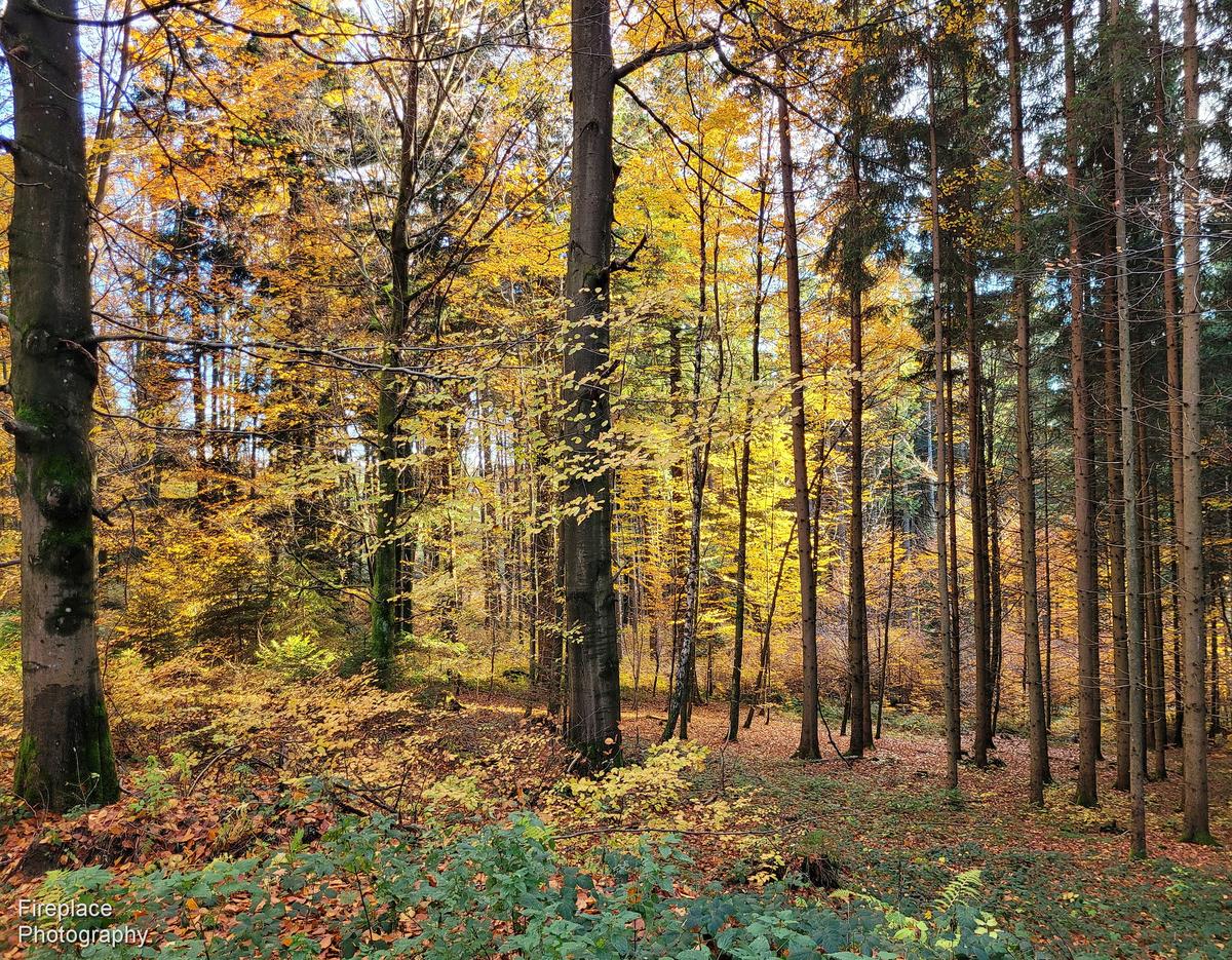 20251104_152833 smaller.JPG