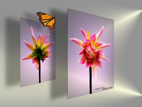 Dahlia front and back.jpg