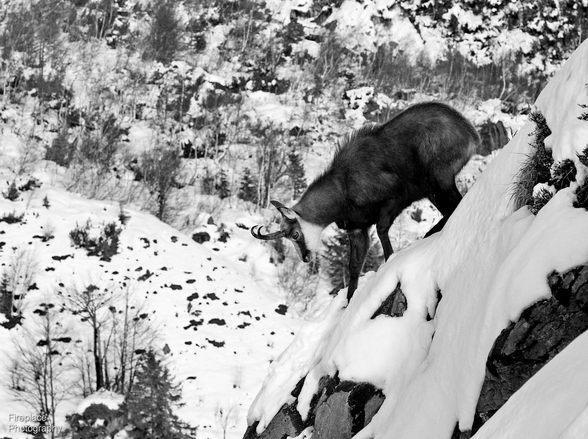 DSC_2012 - Crop smaller.JPG