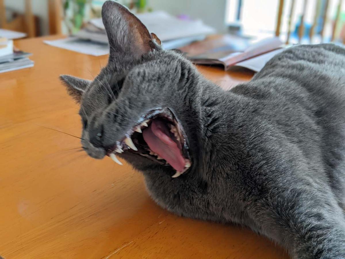 yawn S.jpg