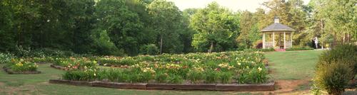 1 Day Lily Garden Pano.jpg