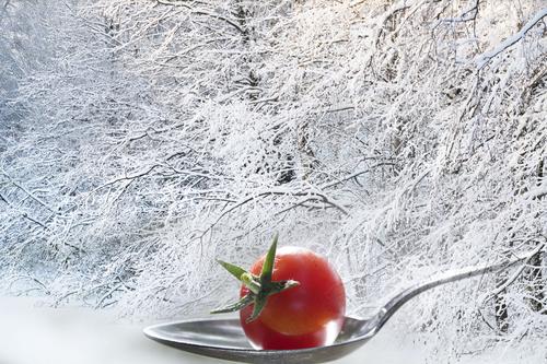 winter_tomato.JPG