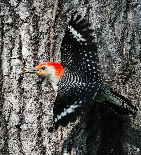 Red Breasted Woodpecker.jpg