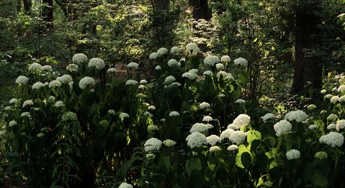 4 Hydrangeas Pano.jpg