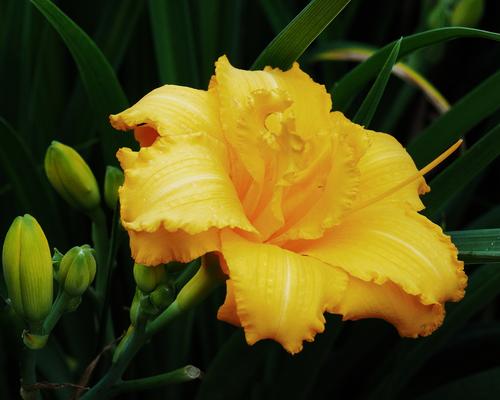 2 Day Lily.jpg