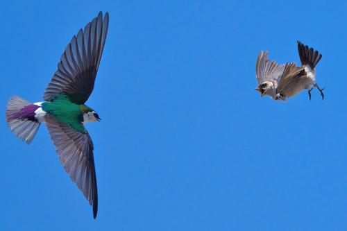 katkar-swallows-squabble.jpg