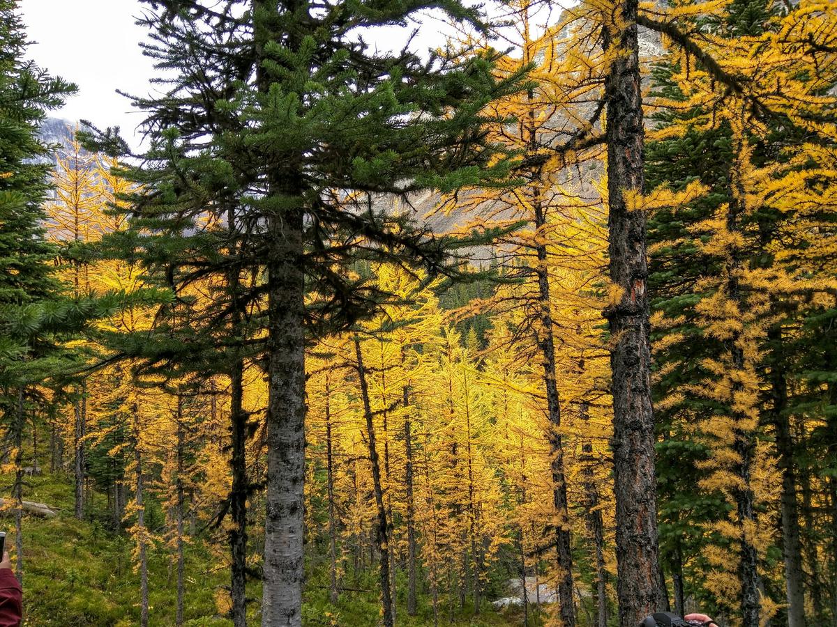 2016-09-17__-__Banff,_AB.jpg