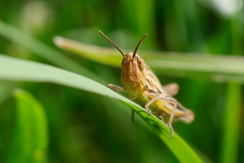 grasshopper..jpg