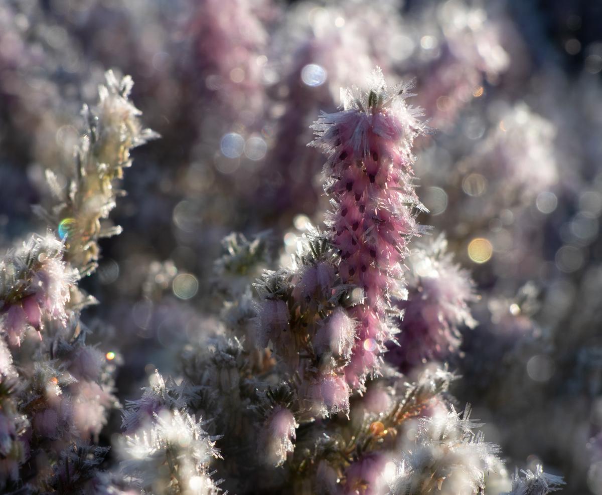 Frosty heather.jpg
