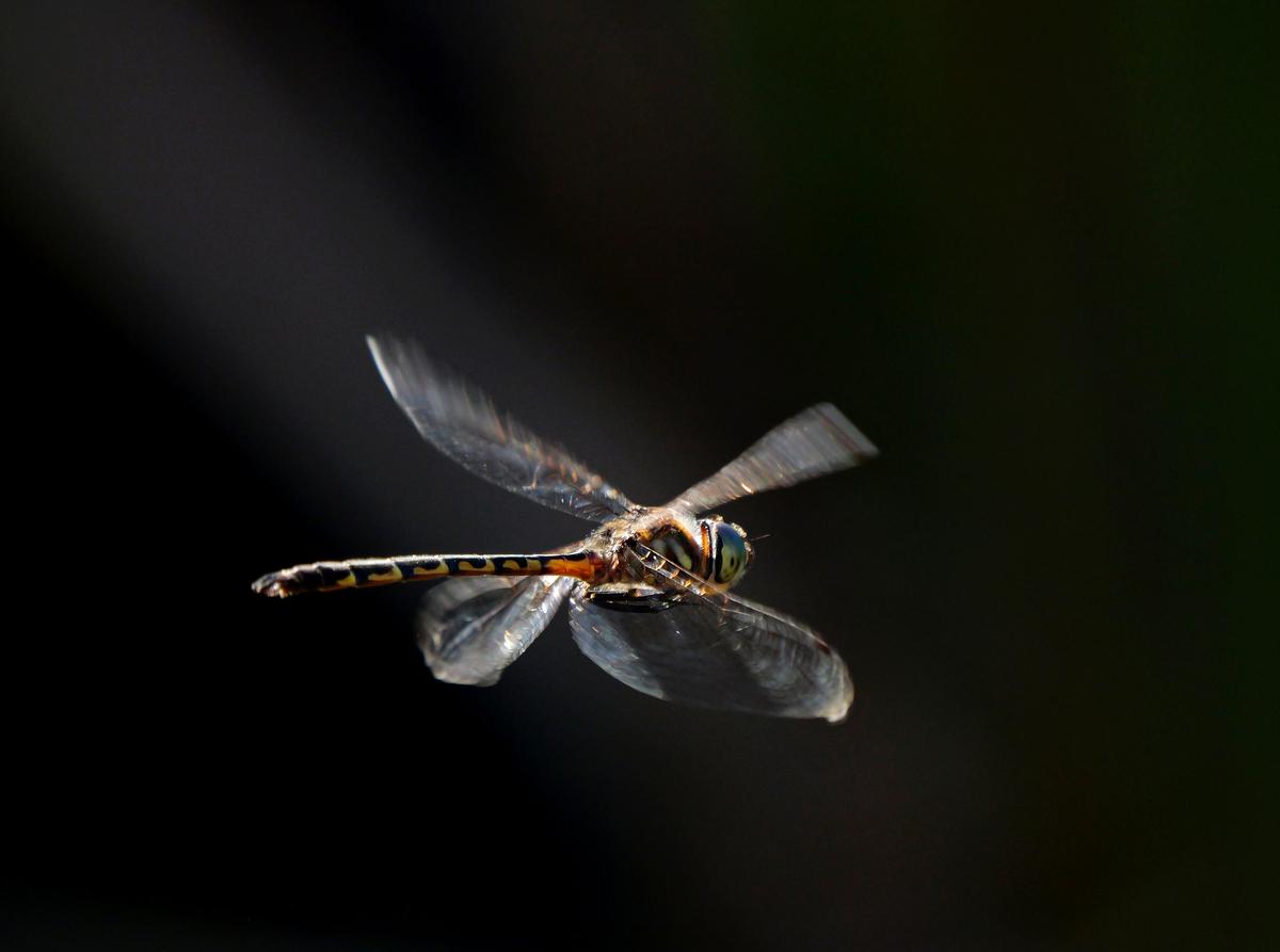 P1064659a.JPG