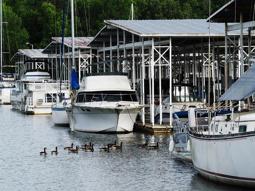 1 Geese at the Marina.jpg