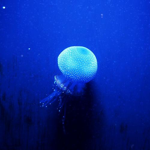 Jellyfish 03.JPG