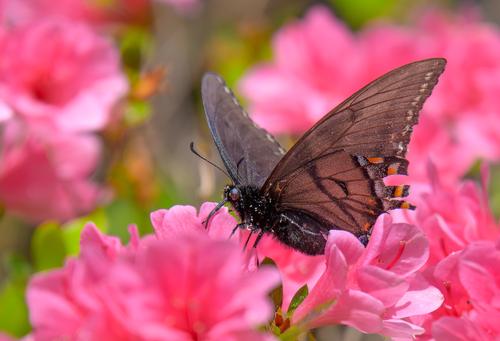 Tiger swallowtail.jpg