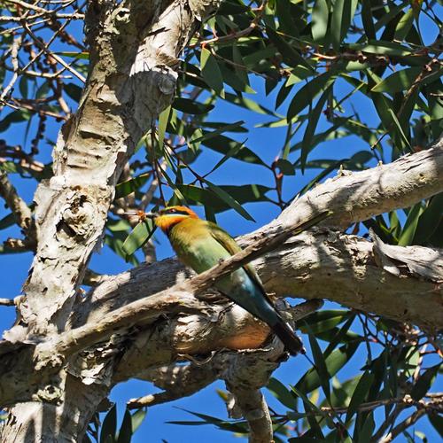 Rainbow Bee-eater 04.JPG